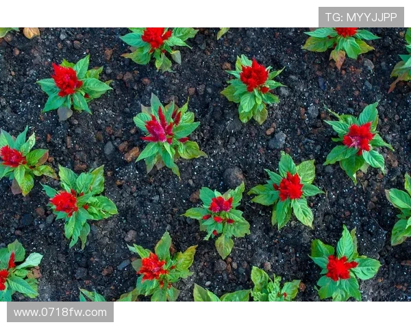 王秀英专访：揭秘羽毛球背后的成功秘诀与奋斗历程