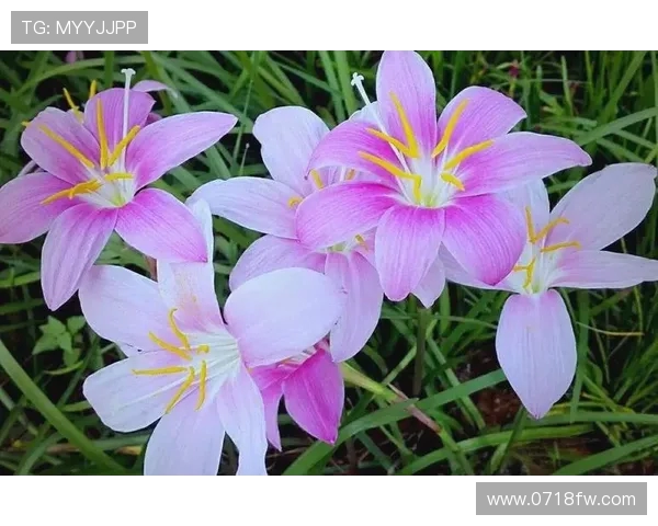 何思雨：在风雨中绽放的坚韧与希望之花